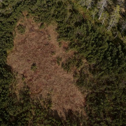 wildfoto.at