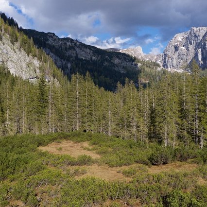 wildfoto.at