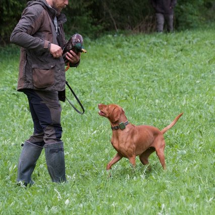 wildfoto.at