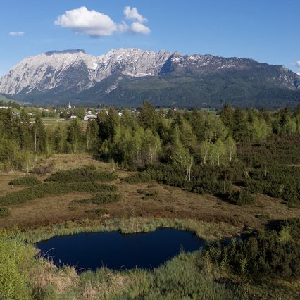 wildfoto.at